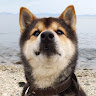 にゃーだワン
