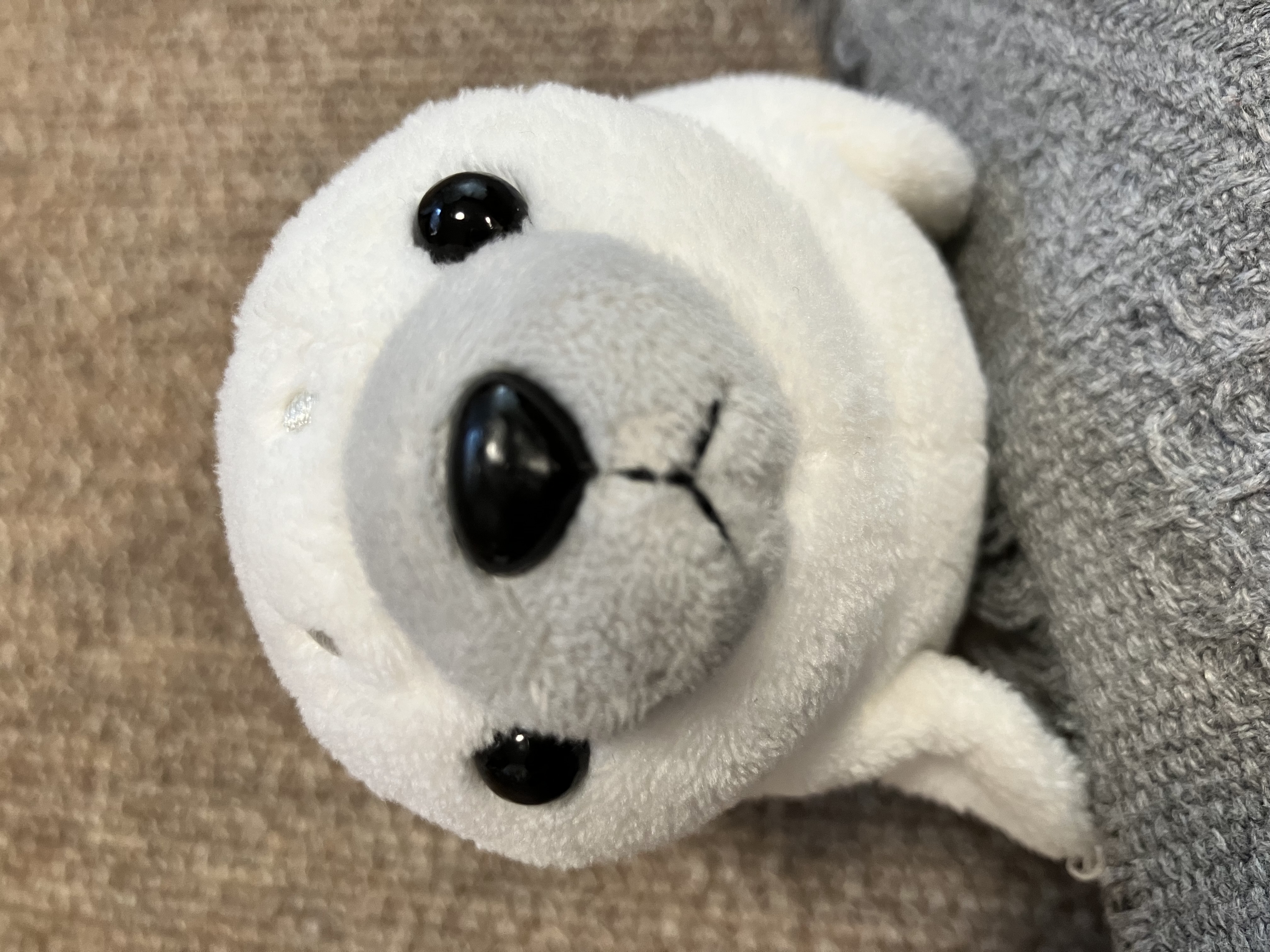 あざらし